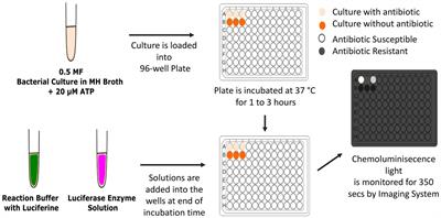 A novel rapid bioluminescence-based antimicrobial susceptibility testing method based on adenosine triphosphate consumption